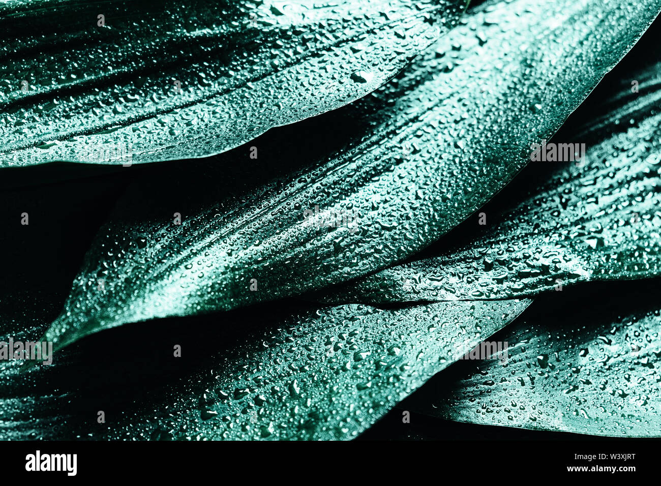 Wet leaves after rain hi-res stock photography and images - Alamy
