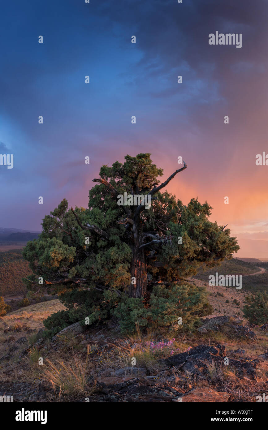 Landscape with lonely tree and dark and colorful stormy sky. Pine tree ...
