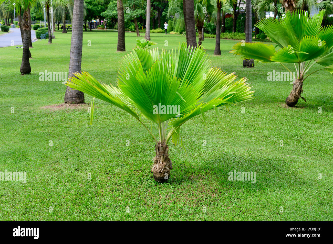 Small palm tree in garden Stock Photo Alamy