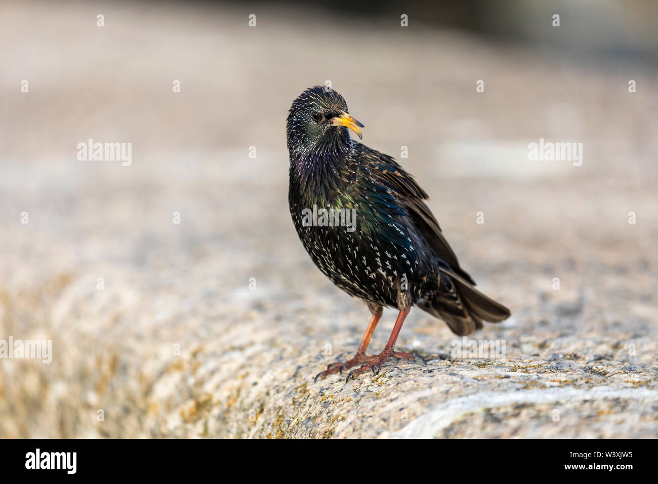 Starling; Sturnus vulgaris; Deforned Beak; Cornwall; UK Stock Photo