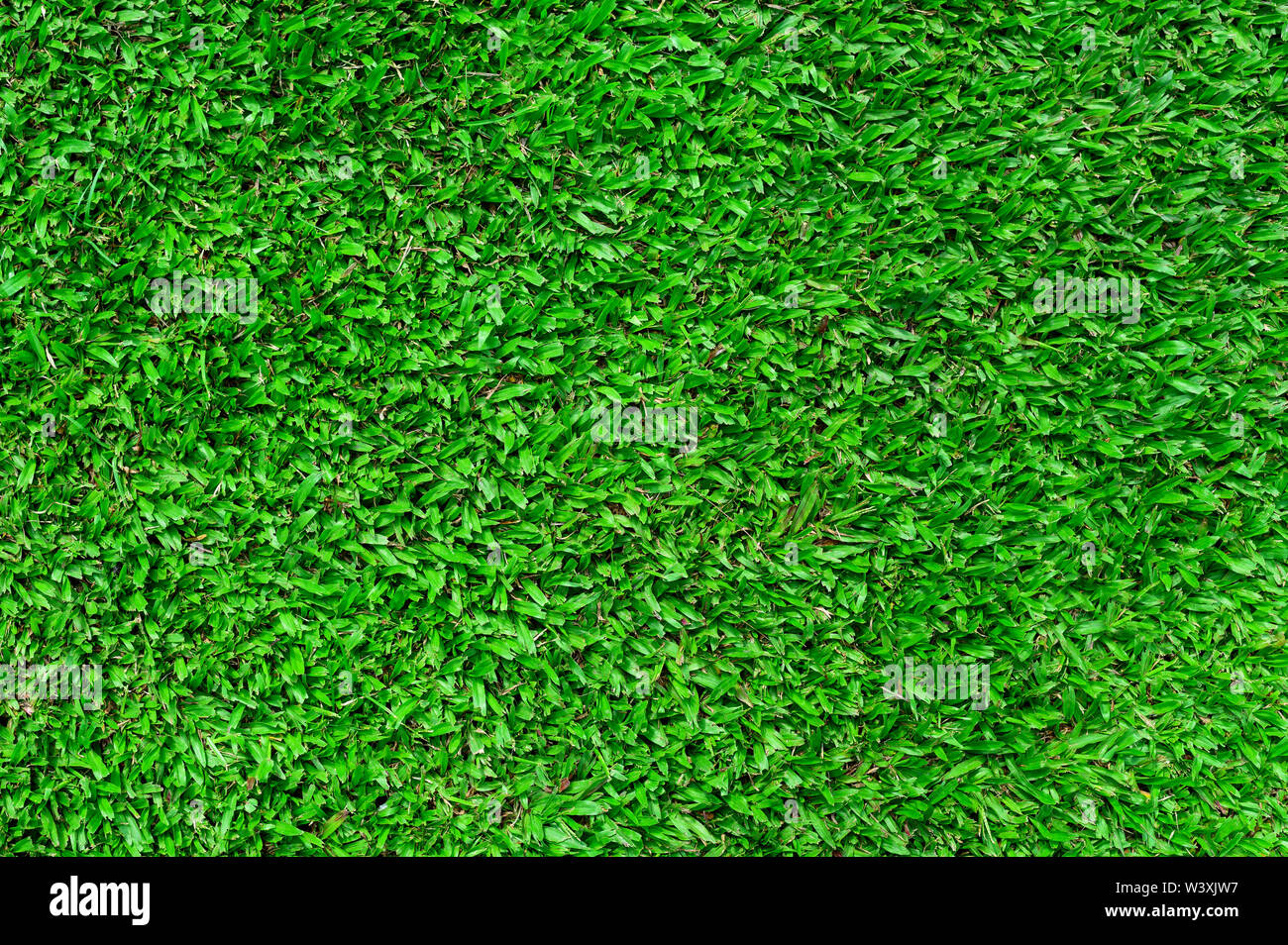 Green grass texture background Stock Photo - Alamy
