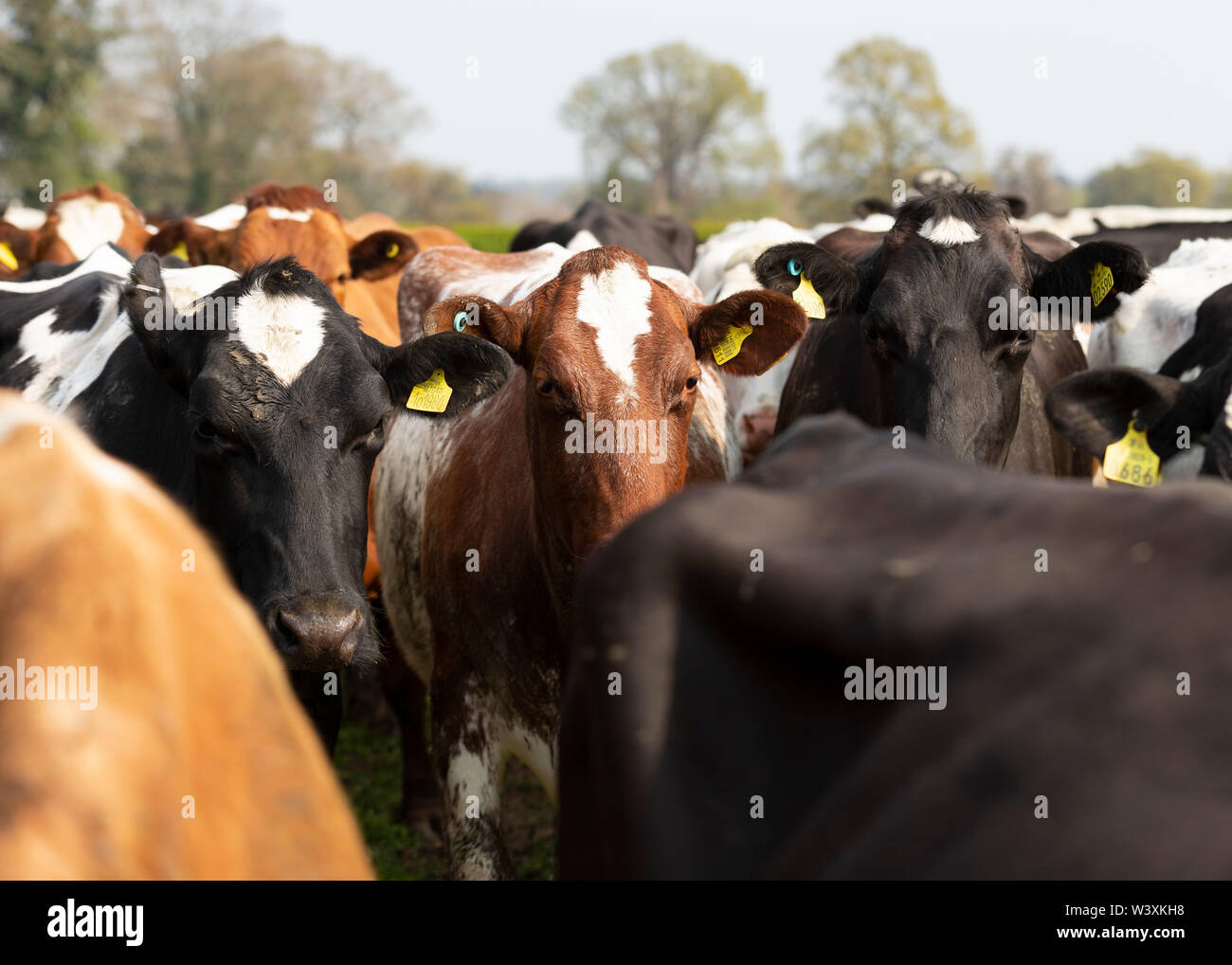 Dairy cows on farm Cheshire UK Stock Photo - Alamy