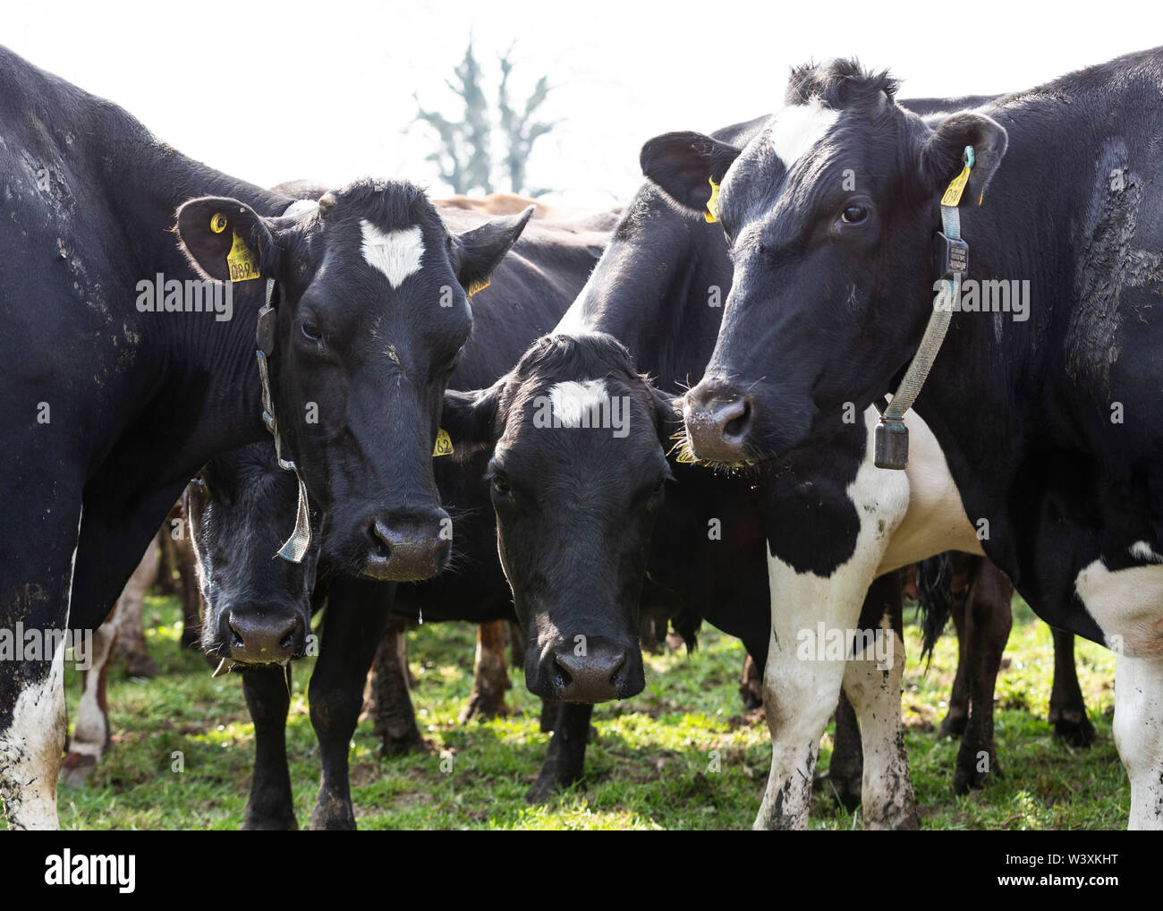 Dairy cows on farm Cheshire UK Stock Photo Alamy