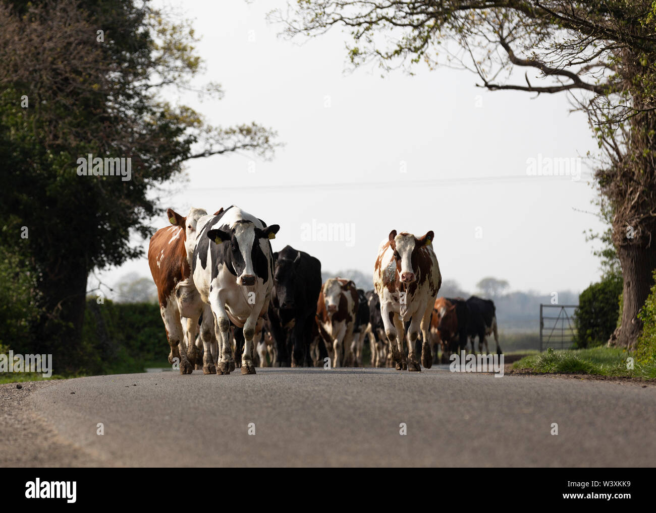 Dairy cows on farm Cheshire UK Stock Photo - Alamy