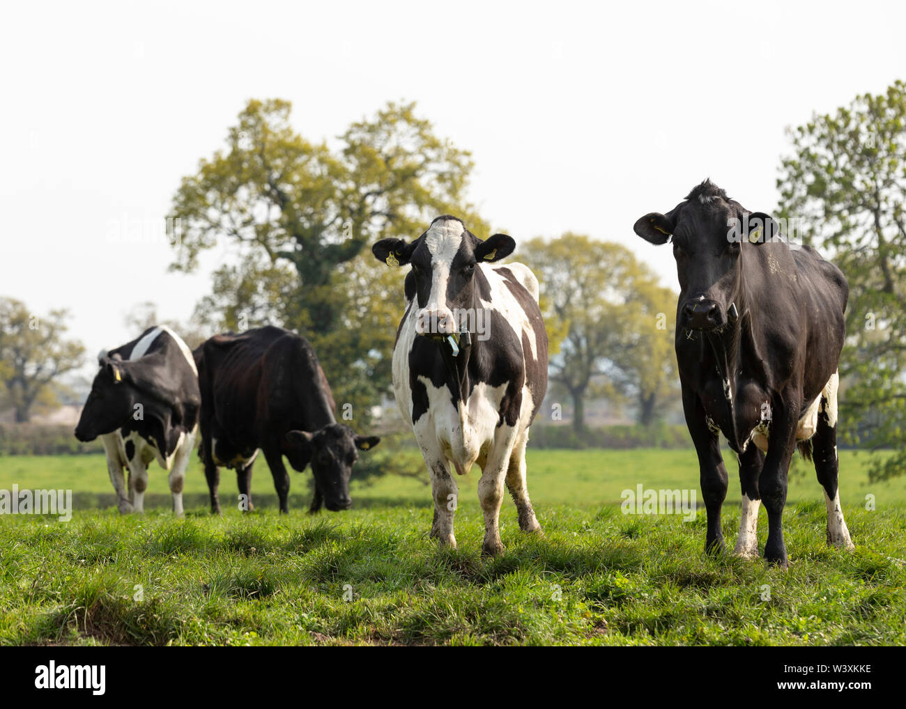 Dairy cows on farm Cheshire UK Stock Photo - Alamy