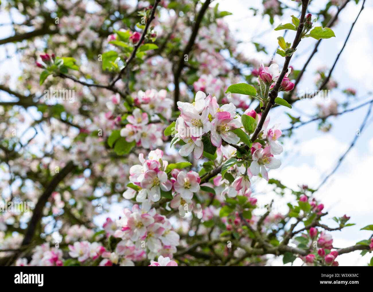 Cider apple tree blossom Herefordshire farm UK Stock Photo Alamy