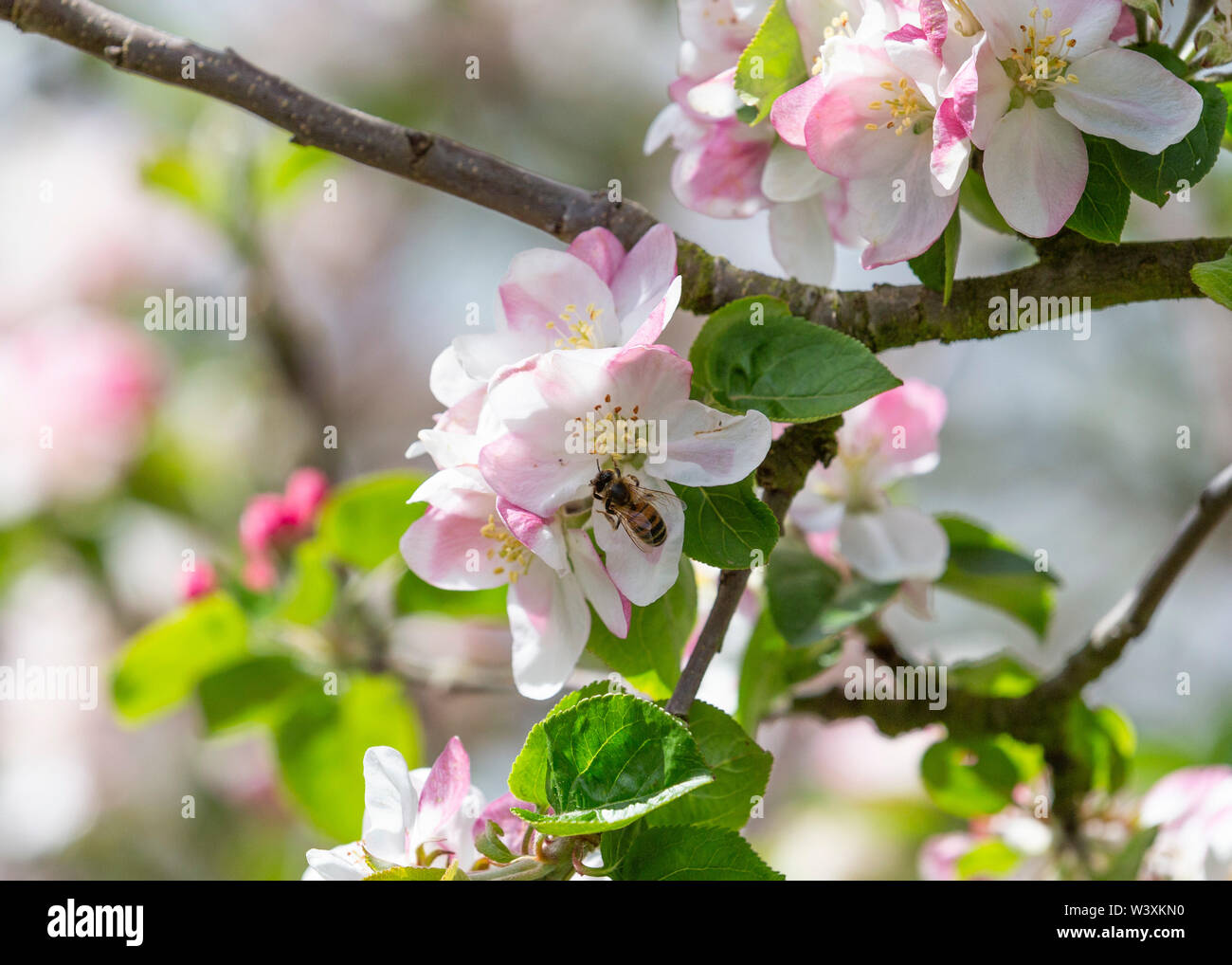 Honey bee collecting pollen from apple tree blossom Stock Photo - Alamy