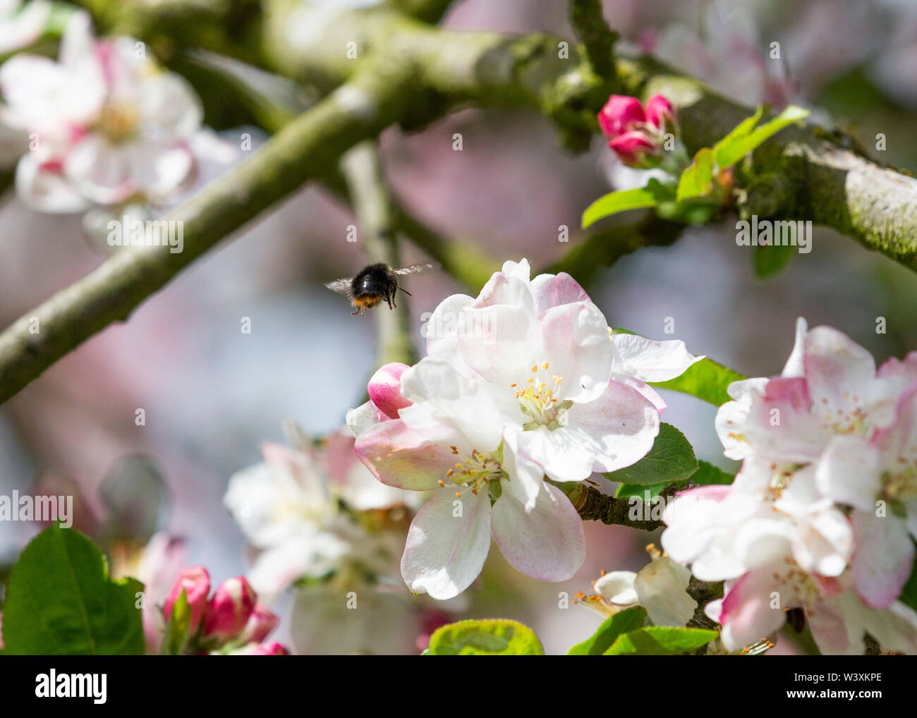 Bee apple blossom uk hi-res stock photography and images - Alamy