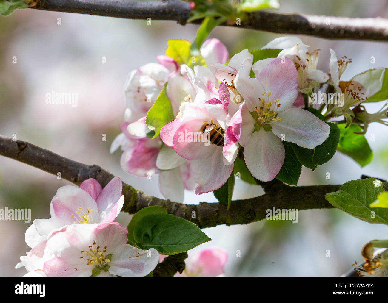 Honey bee collecting pollen from apple tree blossom Stock Photo - Alamy