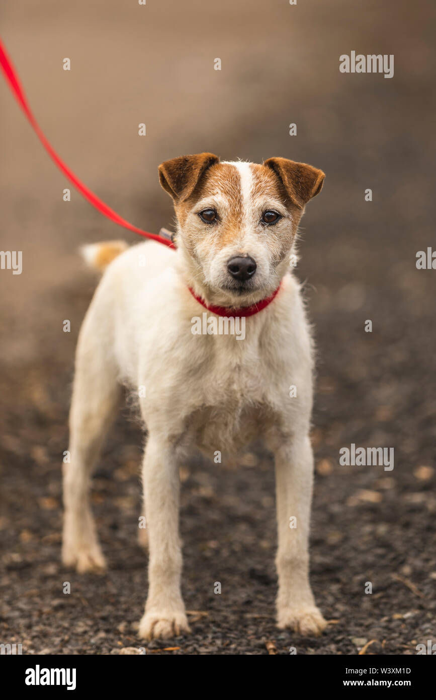 Jack Russell Terrier Ready For Country Walk Uk Stock Photo