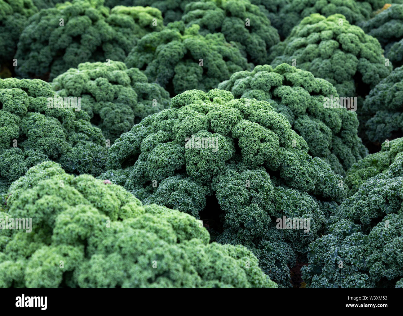 Brassica crop Leicestershire UK Stock Photo Alamy
