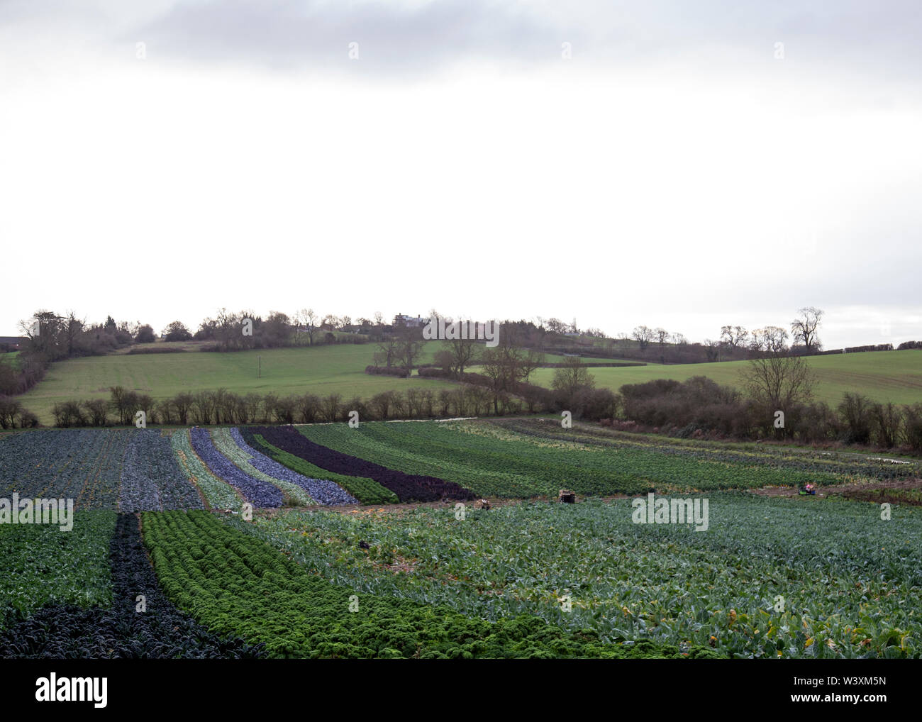 Brassica crop Leicestershire UK Stock Photo Alamy