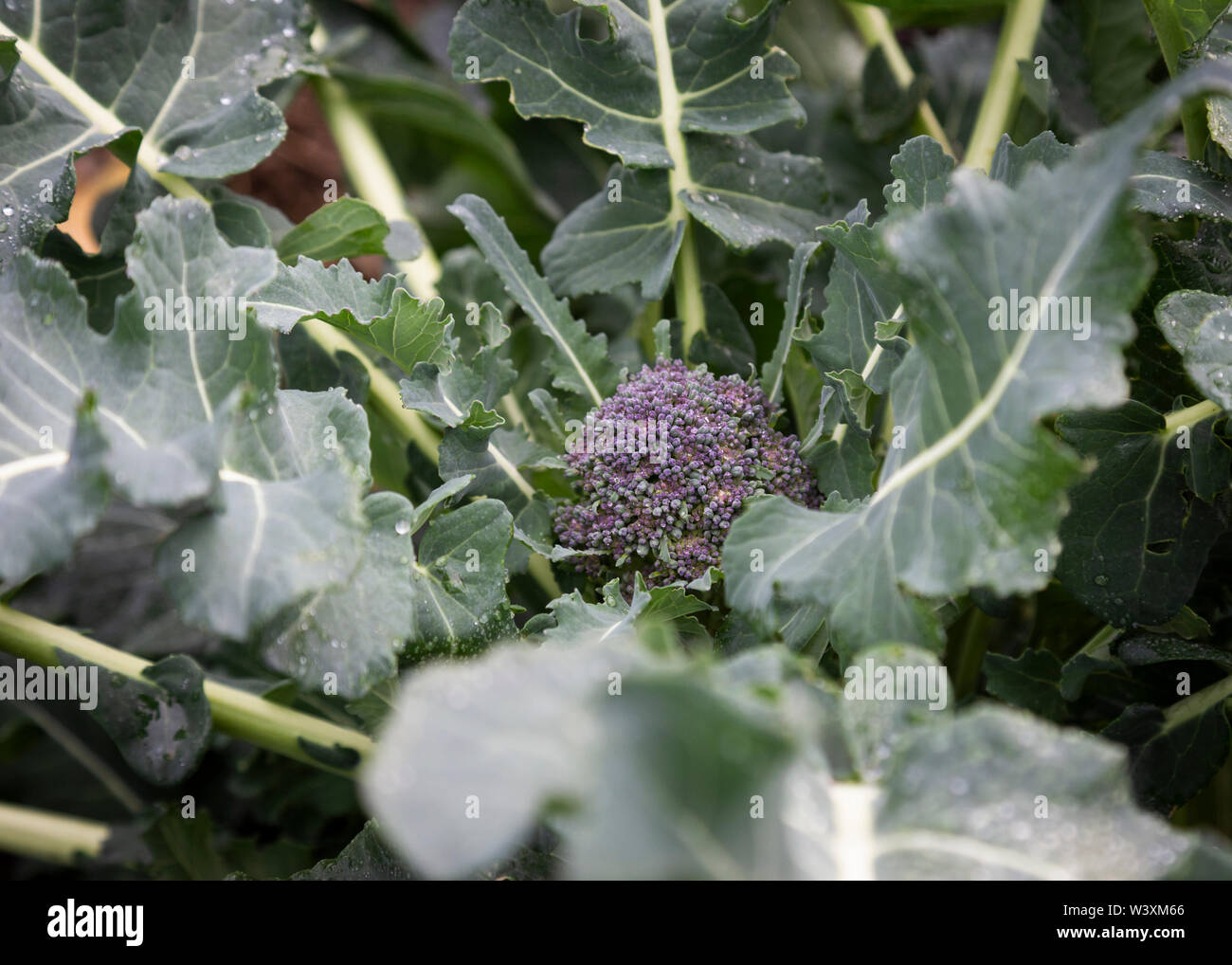 Brassica crop Leicestershire UK Stock Photo Alamy