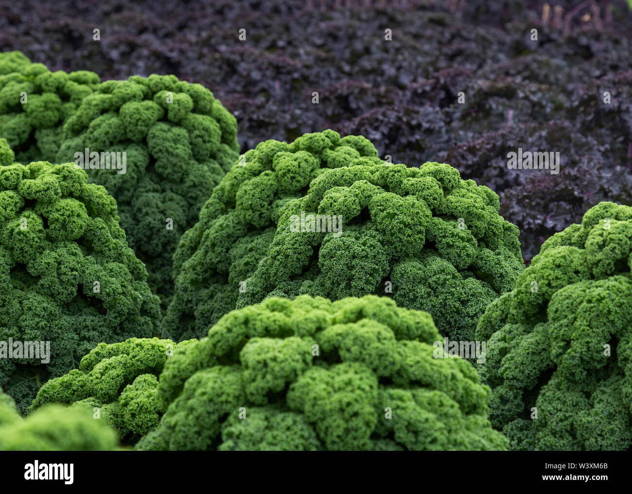 Brassica crop Leicestershire UK Stock Photo Alamy