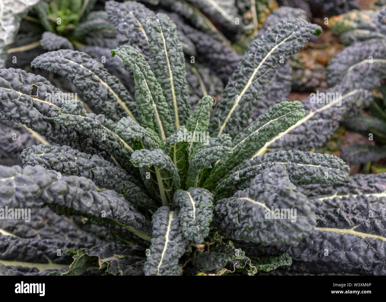 Farming brassicas hires stock photography and images Alamy