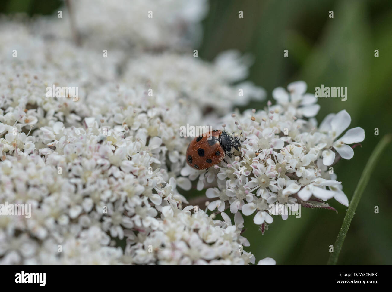 11-Spot Ladybird (Coccinella 11-punctata) Stock Photo