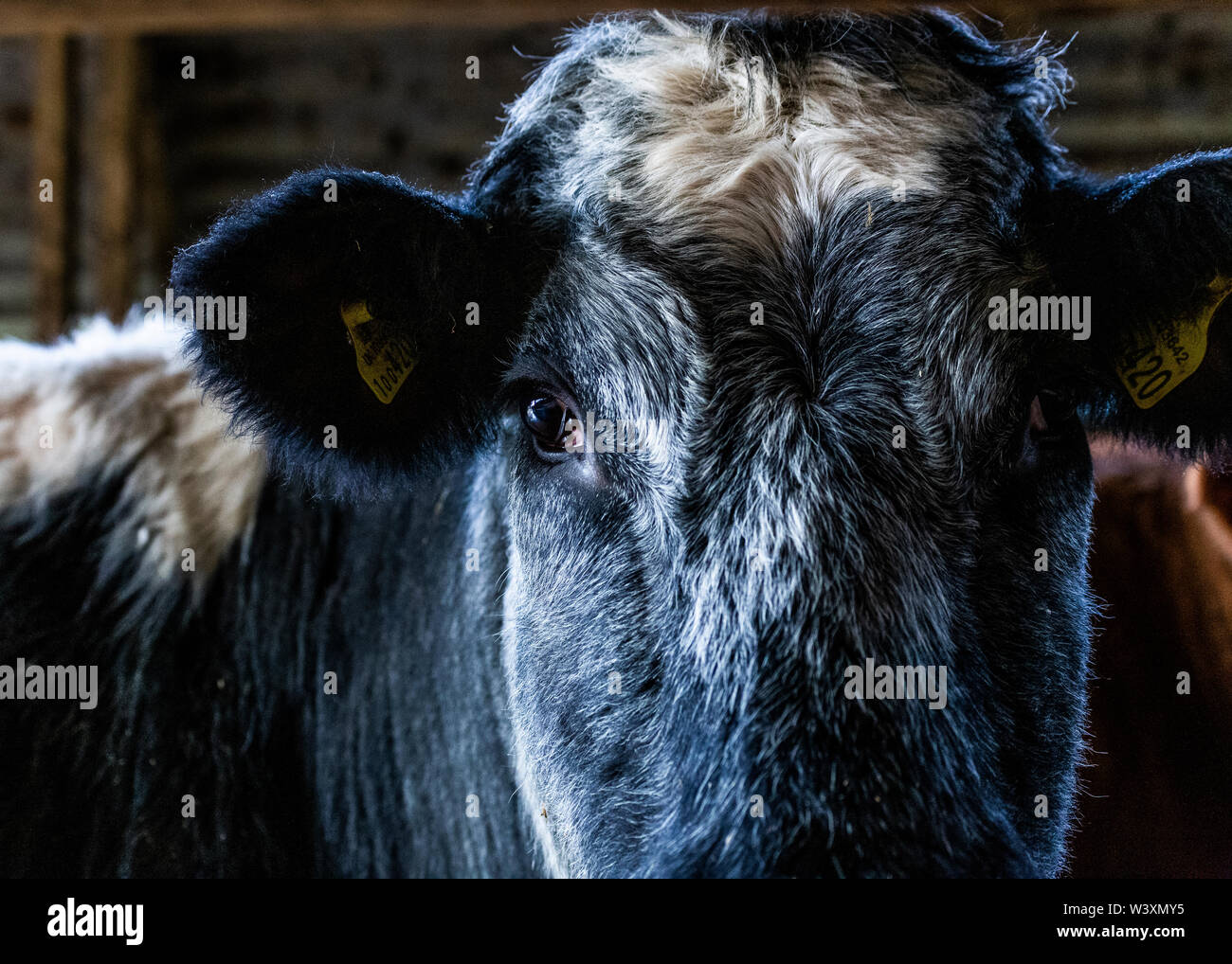 Close up of beef cow in barn UK Stock Photo