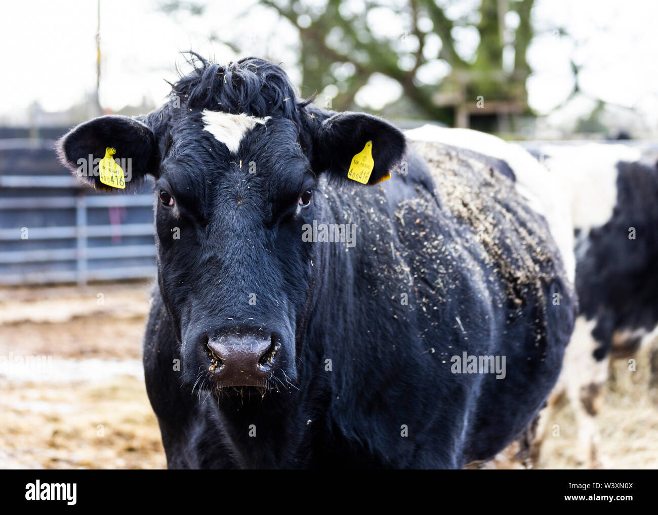 Beef cow on farm UK Stock Photo