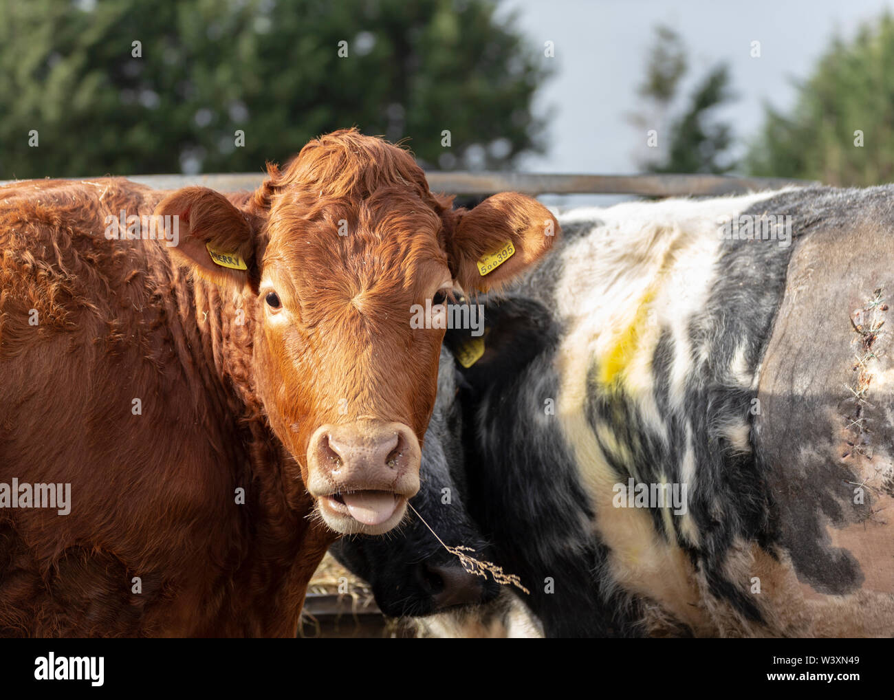 Beef cattle UK Stock Photo Alamy