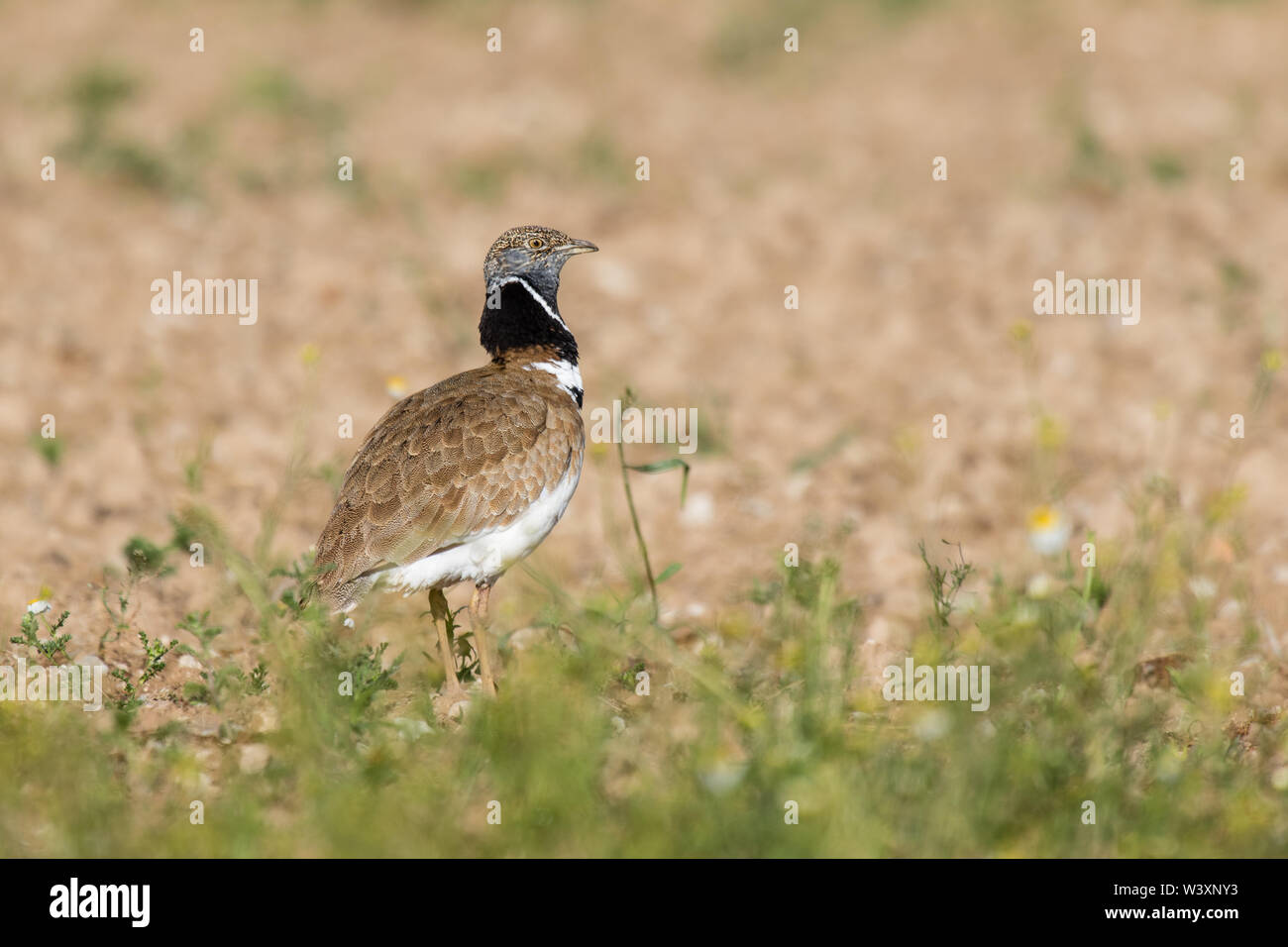 Little bustard (Tetrax tetrax), male displaying, Lleida Steppes, Catalonia, Spain Stock Photo