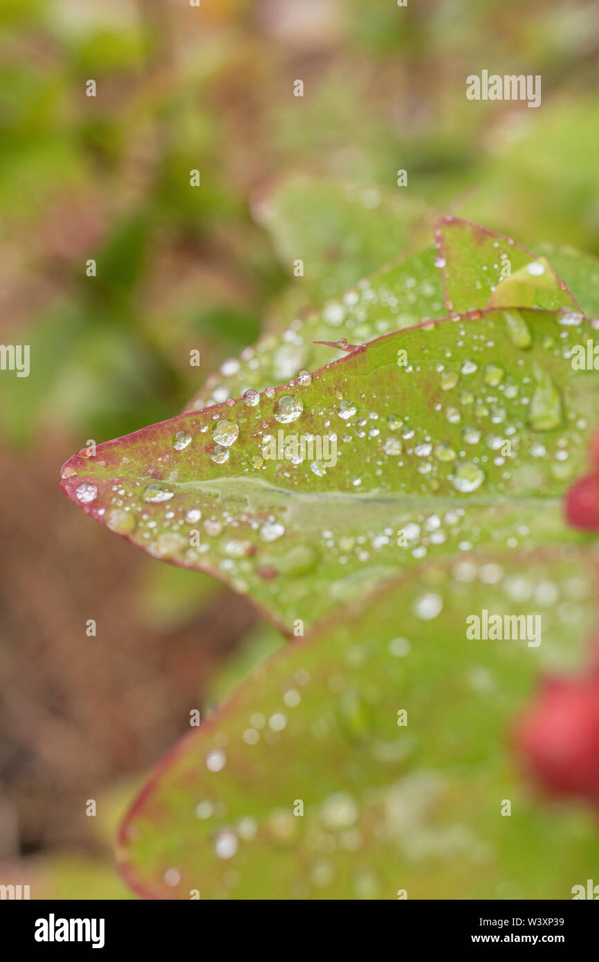 Macro close-up of raindrops on Tutsan / Hypericum androsaemum leaf ...