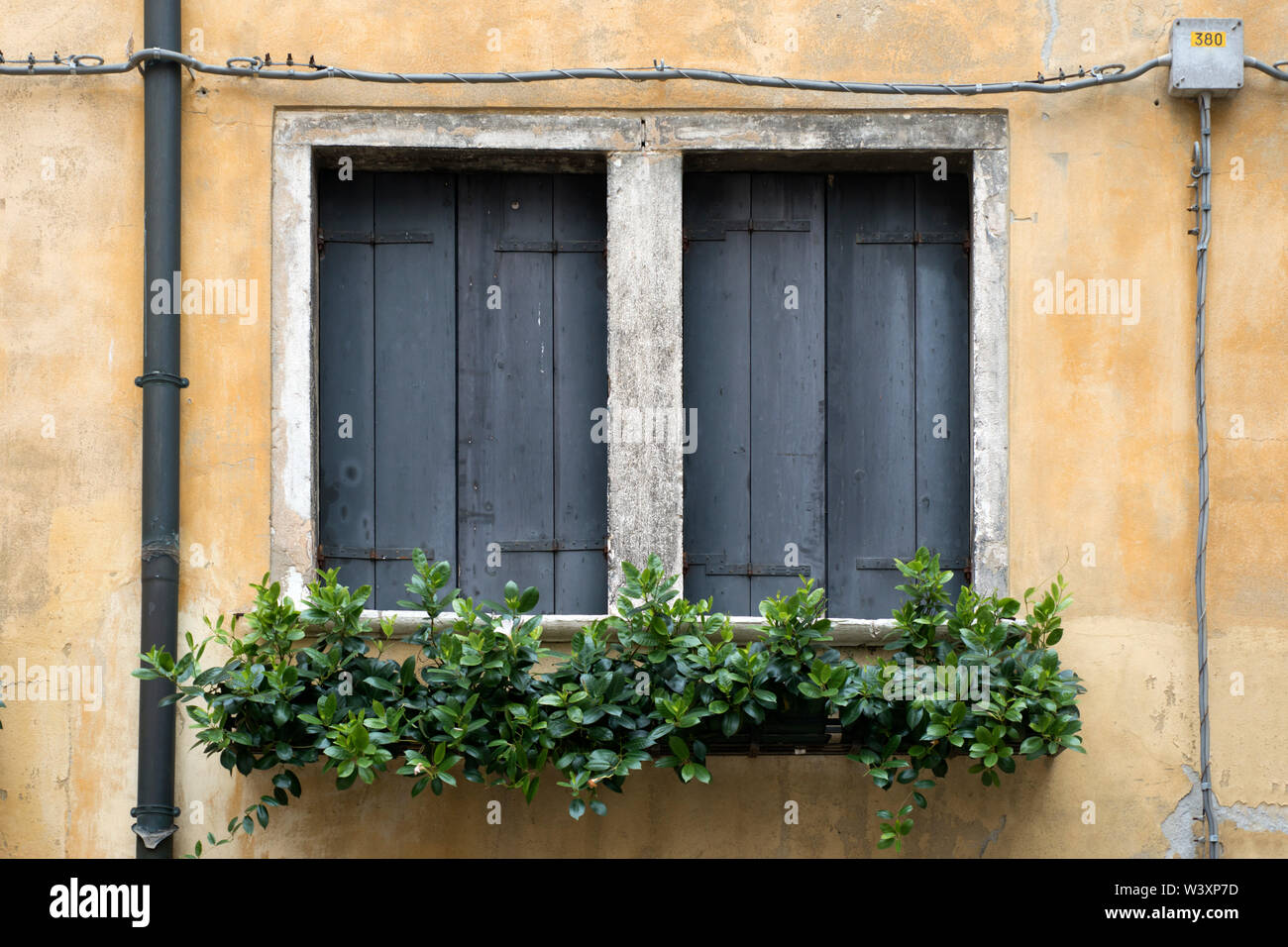 two shuttered windows with green plants below Stock Photo Alamy