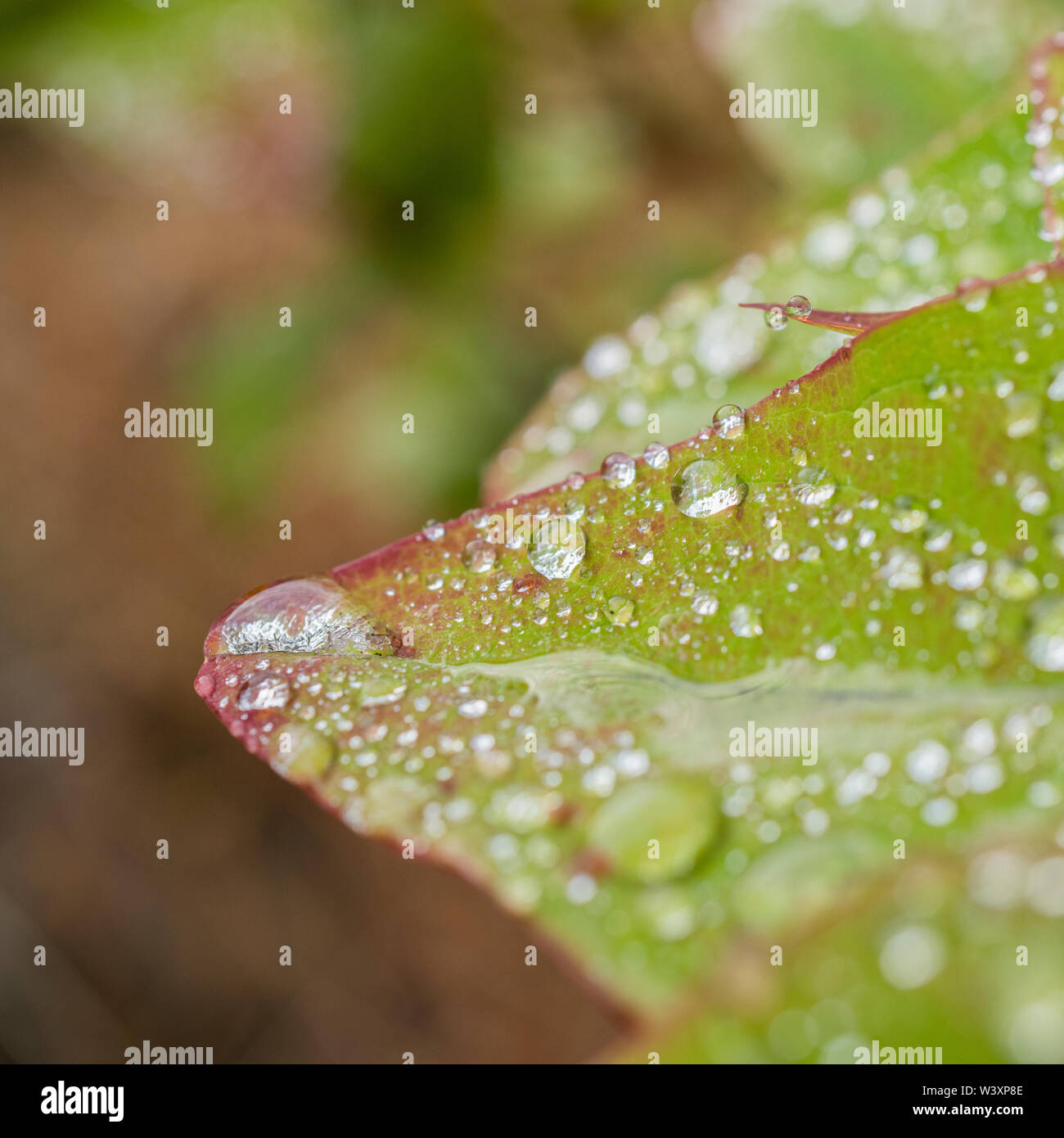 Macro close-up of raindrops on Tutsan / Hypericum androsaemum leaf ...