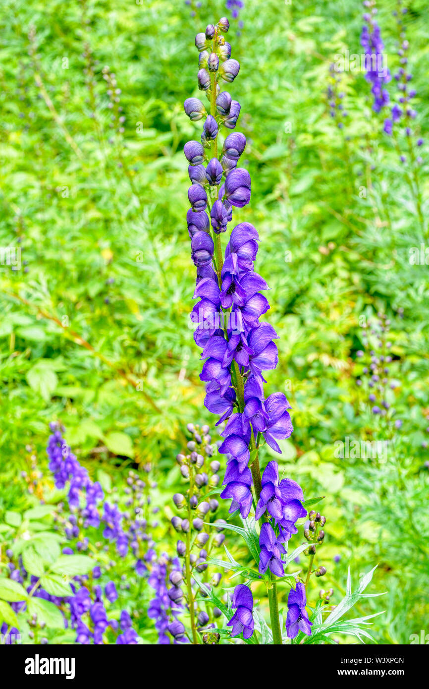 Close up of a group of poisonous Wolfsbane wildflowers, also called