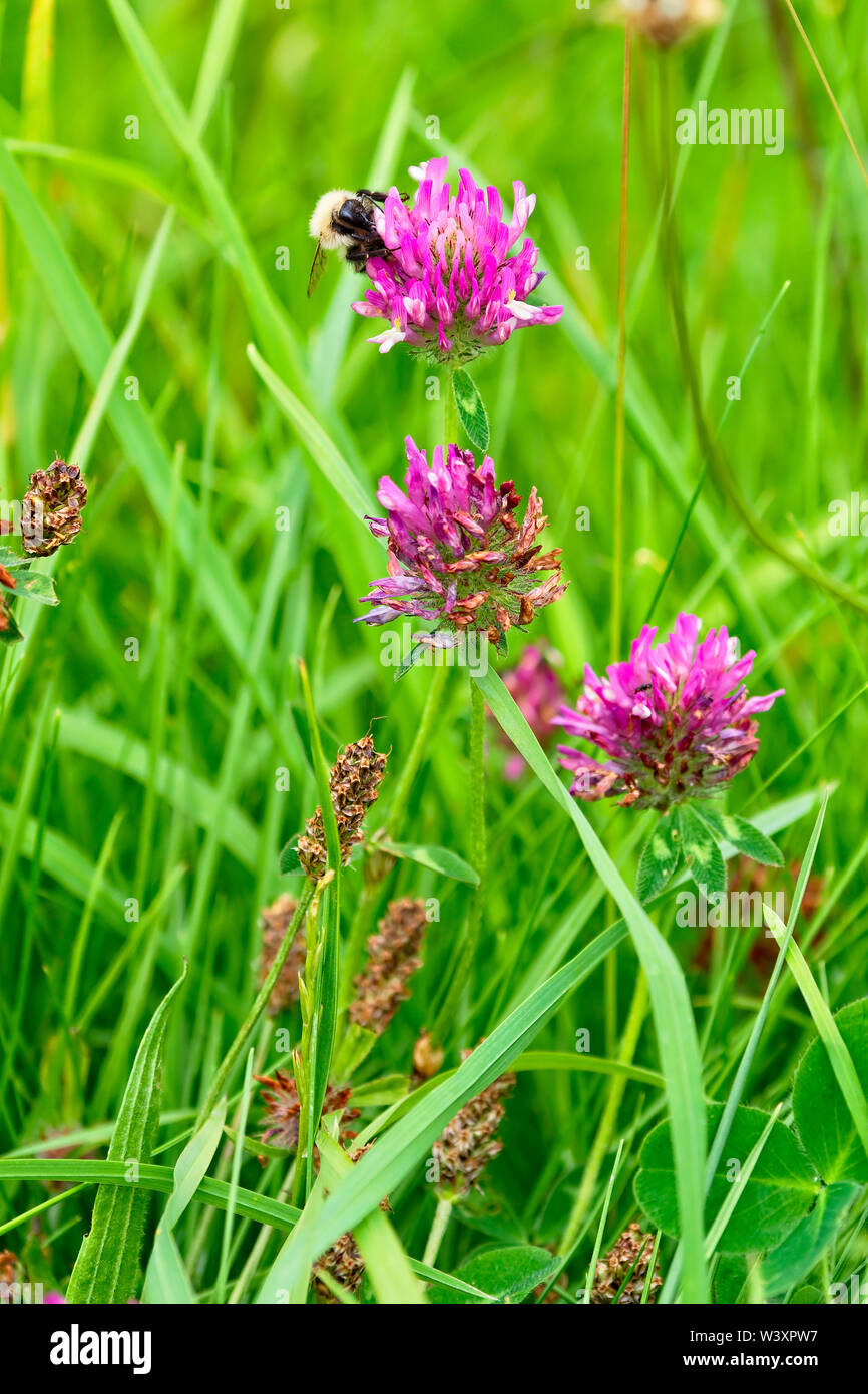 Close up of a Red Clover wildflower with a White Tailed Bumblebee collecting pollen. Stock Photo