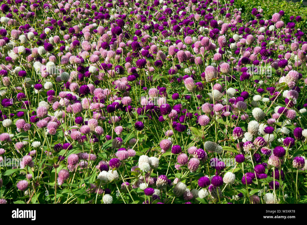 Sydney Australia, field of globe amaranth flowers native to Brazil, Panama, and Guatemala Stock Photo