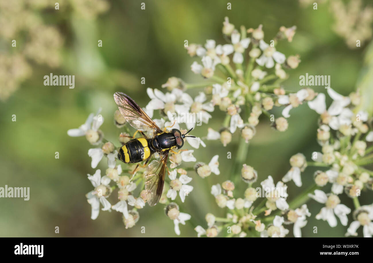 Two-band wasp hoverfly (Chrysotoxum bicinctum) feeding on a flower Stock Photo