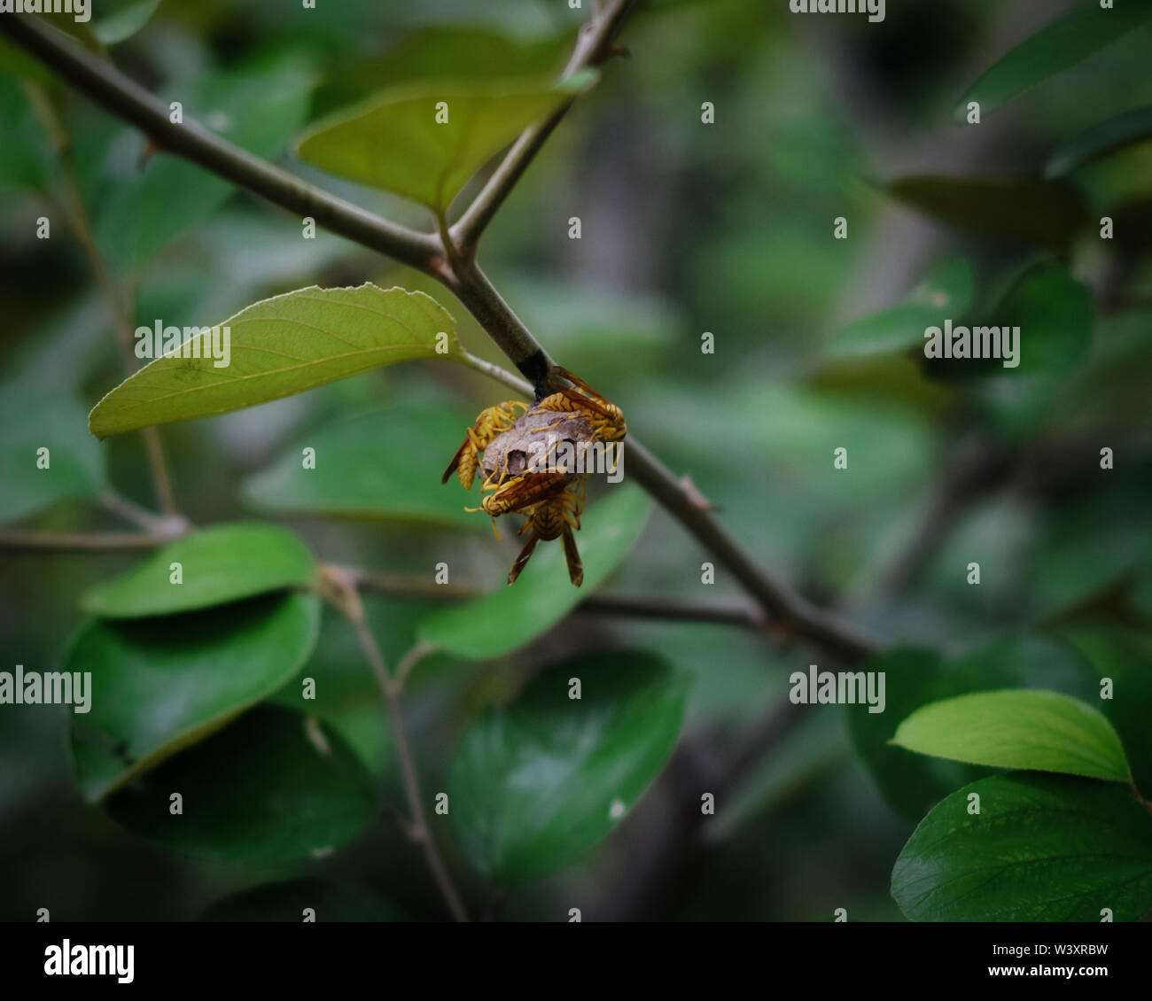 Black and gold honey bee hi-res stock photography and images - Alamy