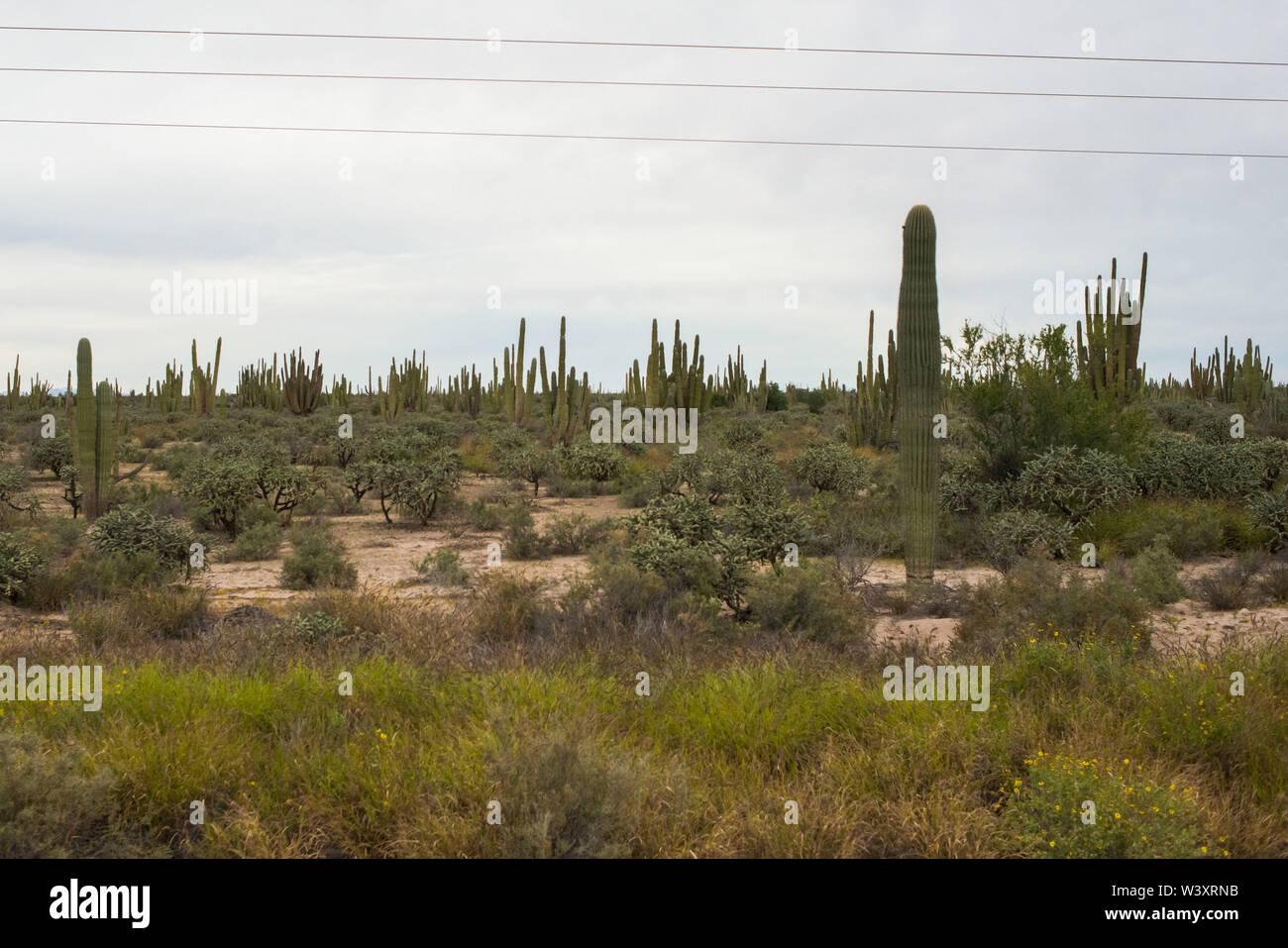 Sonora. Mexico. Stock Photo