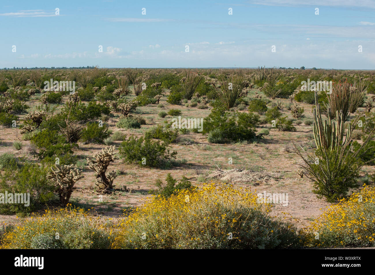Sonora desert. Mexico. Stock Photo