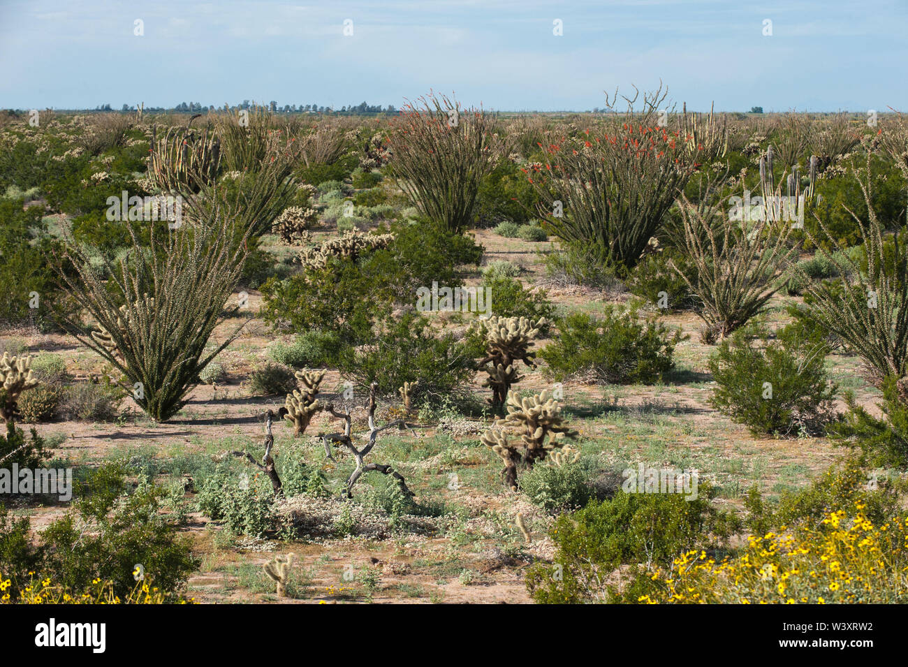 Sonora desert. Mexico. Stock Photo