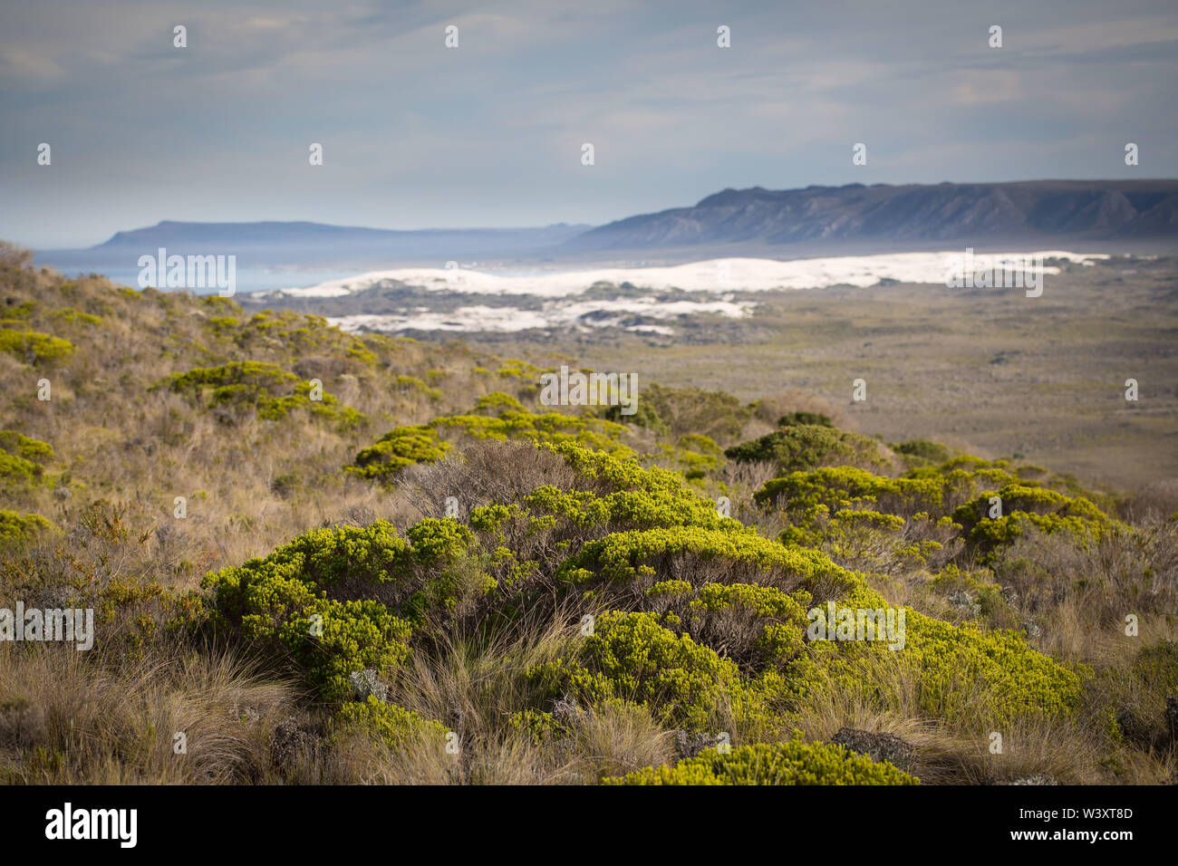 Agulhas National Park protects fynbos habitat and offers hiking trails and beach combing near Cape Agulhas, Western Cape, South Africa. Stock Photo