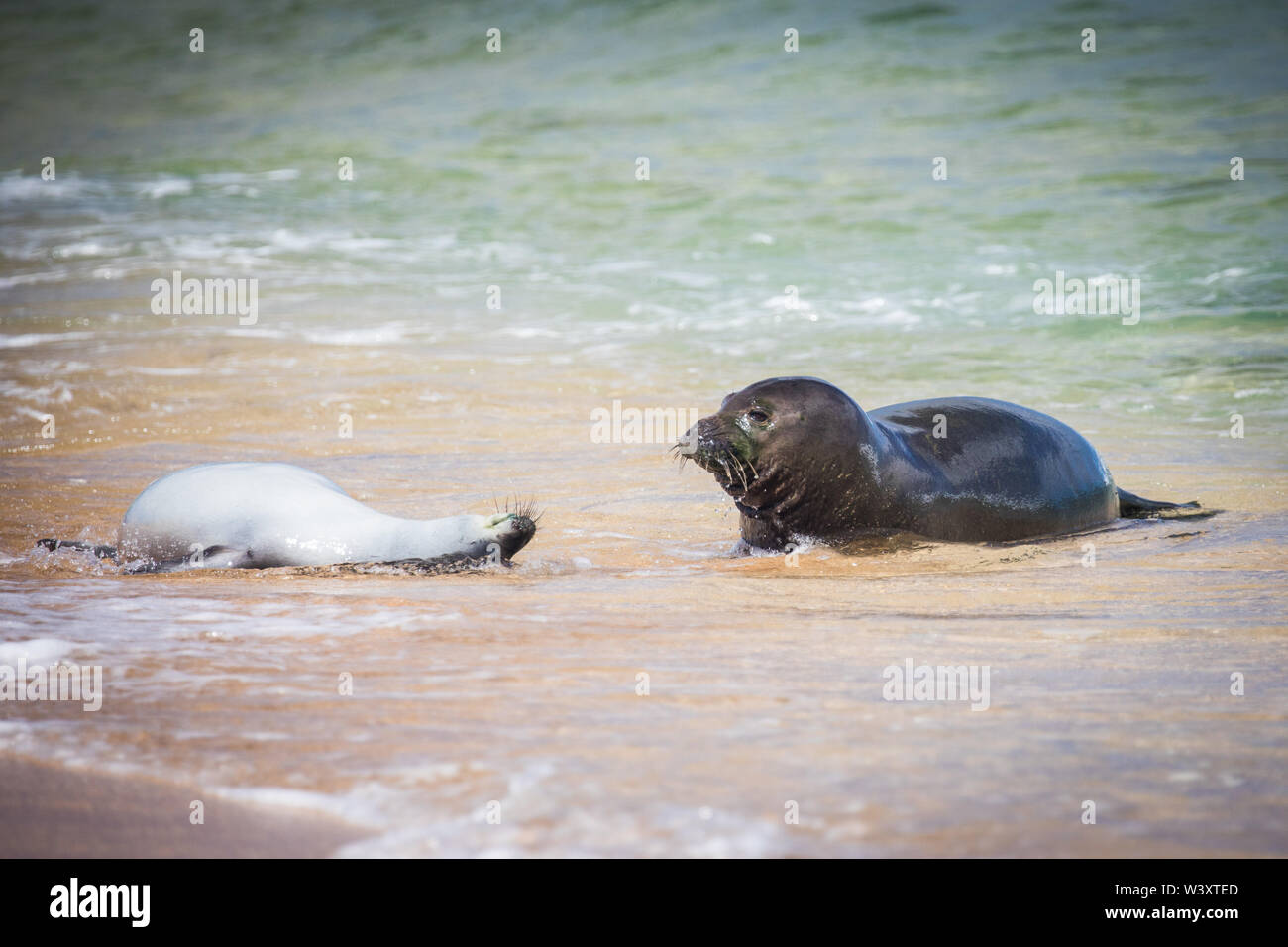 Hawaiian monk seal, Neomonachus schauinslandi, endangered species endemic to the Hawaiian Islands; despite its rarity, monk seals can often be seen Stock Photo