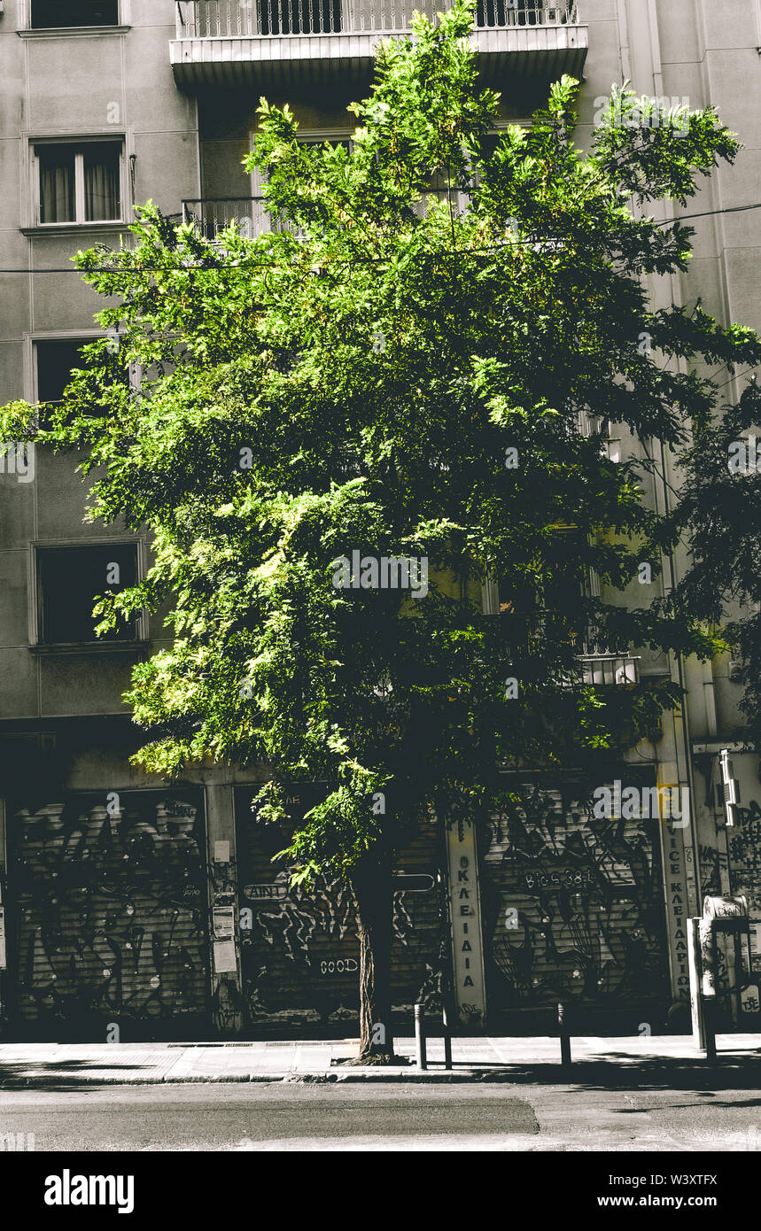 Big Green Tree Stock Photo - Alamy