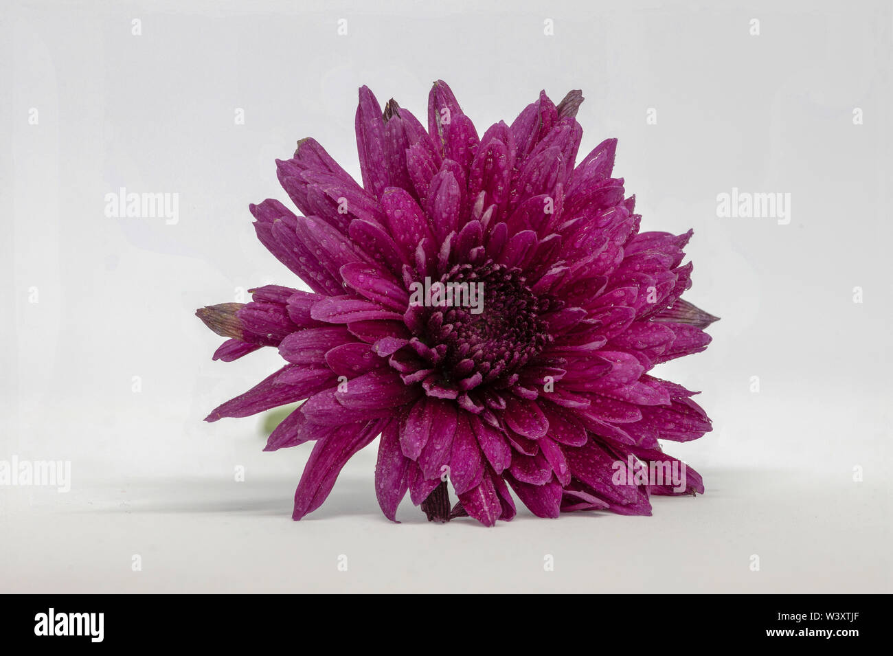 Focus Stacked Chrysanthemum flower isolated on a white background Stock Photo