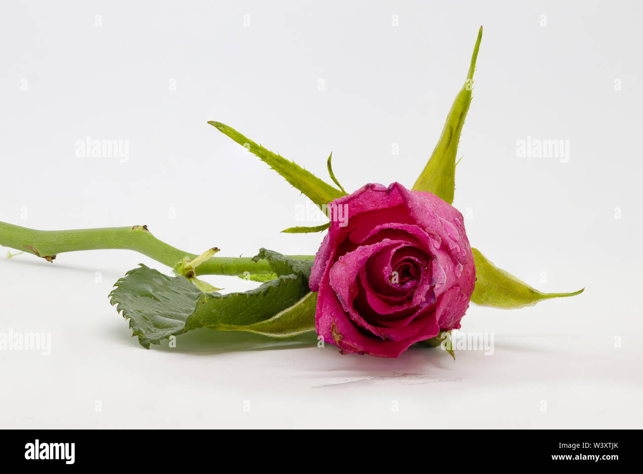 Stacked Roses Focus Stacked Rose flower isolated on a white background Stock Photo ...