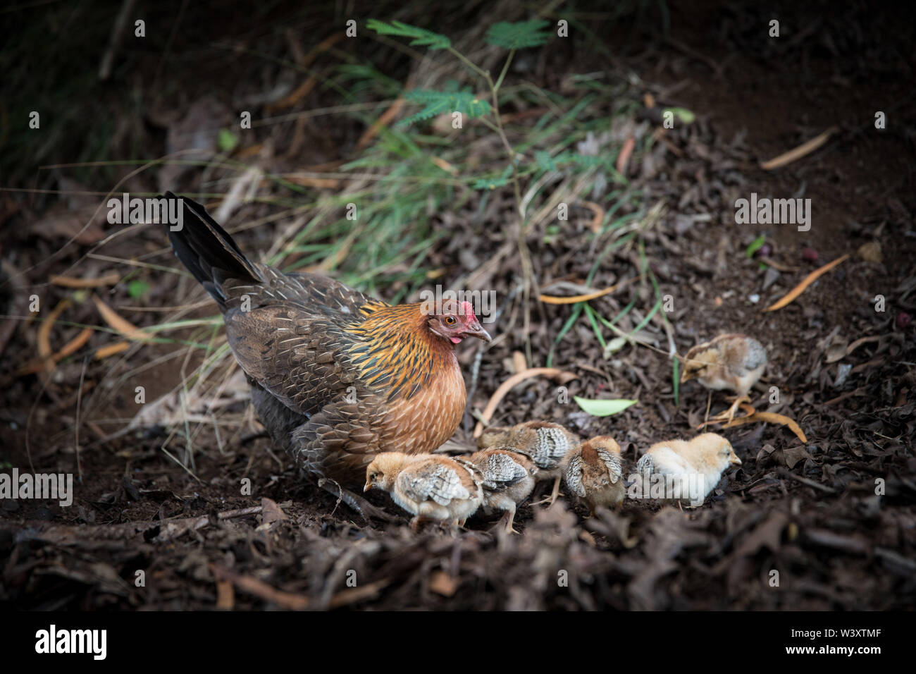 Kauai's feral chickens are descendants of jungle fowl, gallus gallus