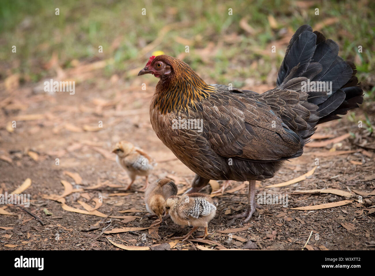 Kauai's feral chickens are descendants of jungle fowl, gallus gallus