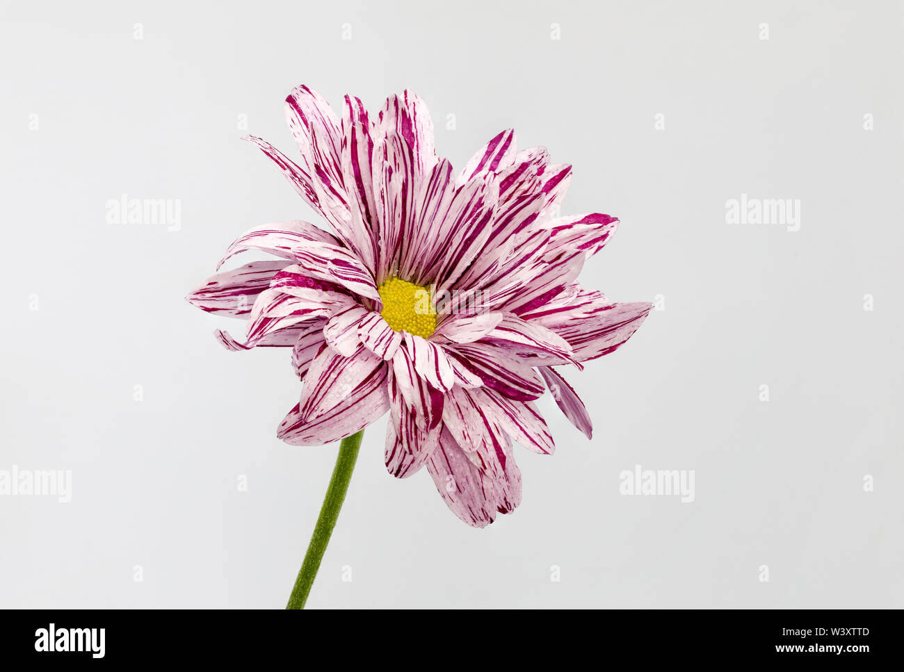 Focus Stacked Chrysanthemum flower isolated on a white background Stock Photo