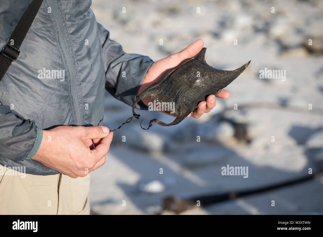 This is a shark egg! 