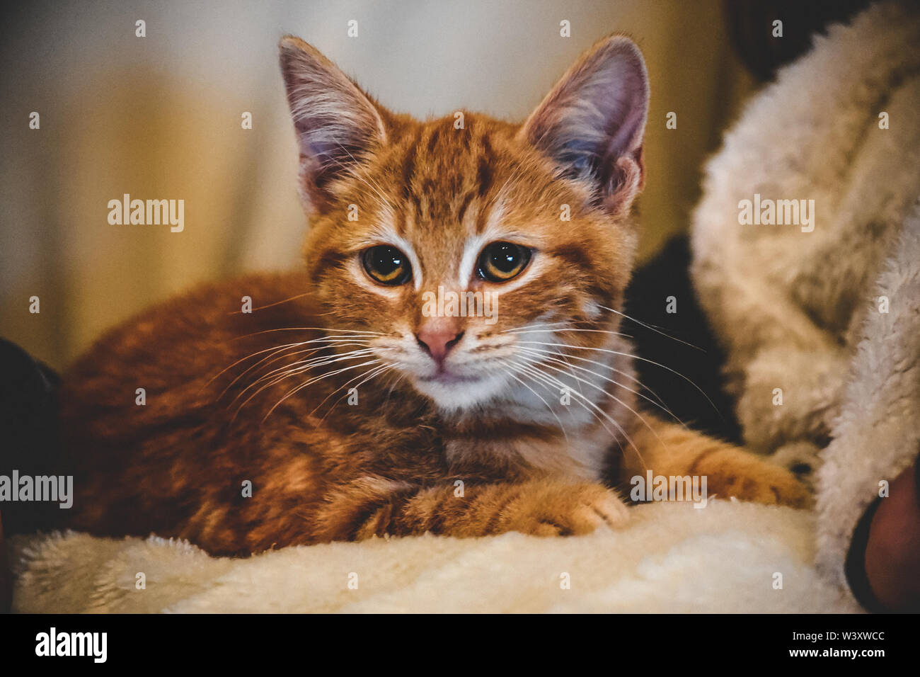 Tiger Pattern Kitten Stock Photo Alamy