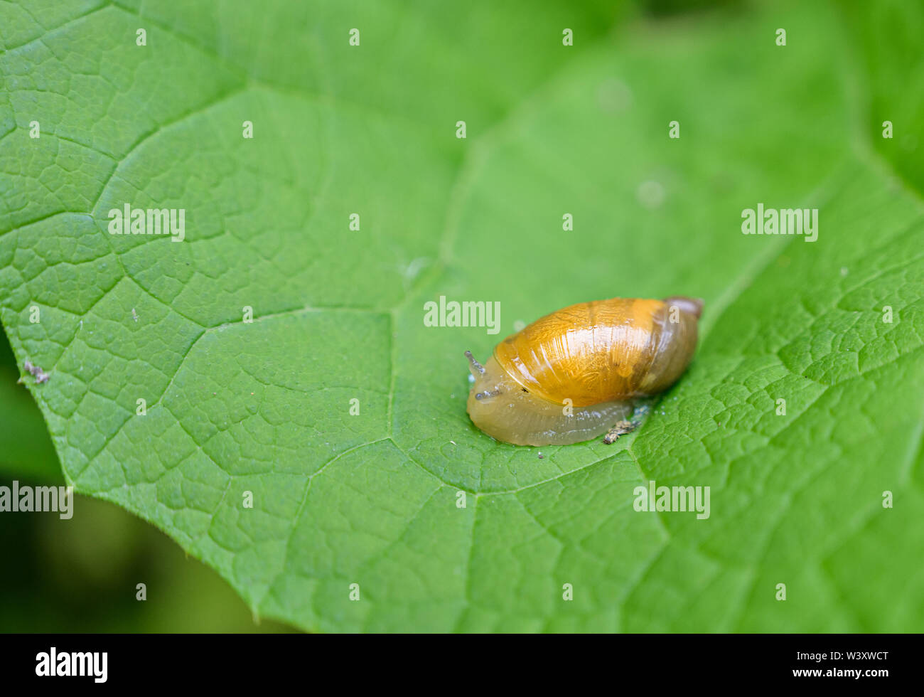 Succinea putris or Amber Snail on green leaf. Stock Photo