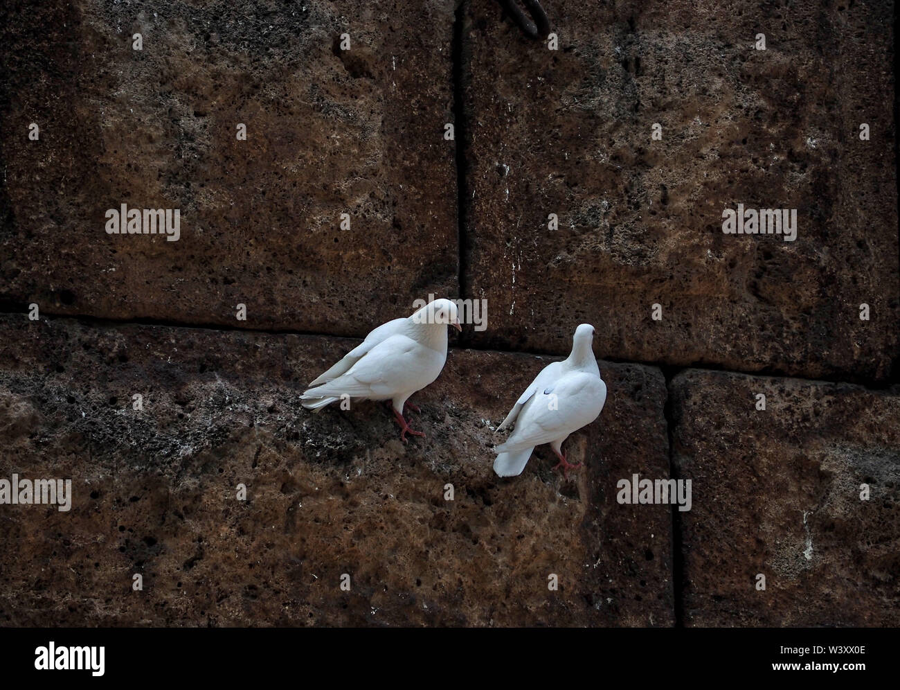 a pair of white pigeons on an old stone wall Stock Photo