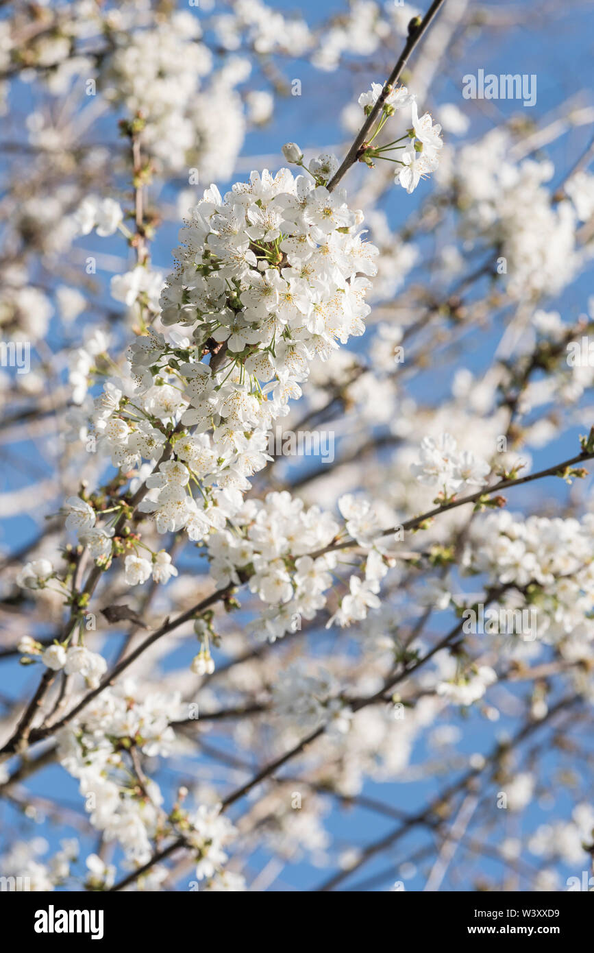 Cherry blossom in pot hi-res stock photography and images - Alamy