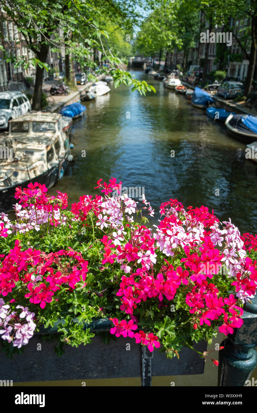 White and fuchsia geraniums adorn a bridge over a canal in Amsterdam. Stock Photo