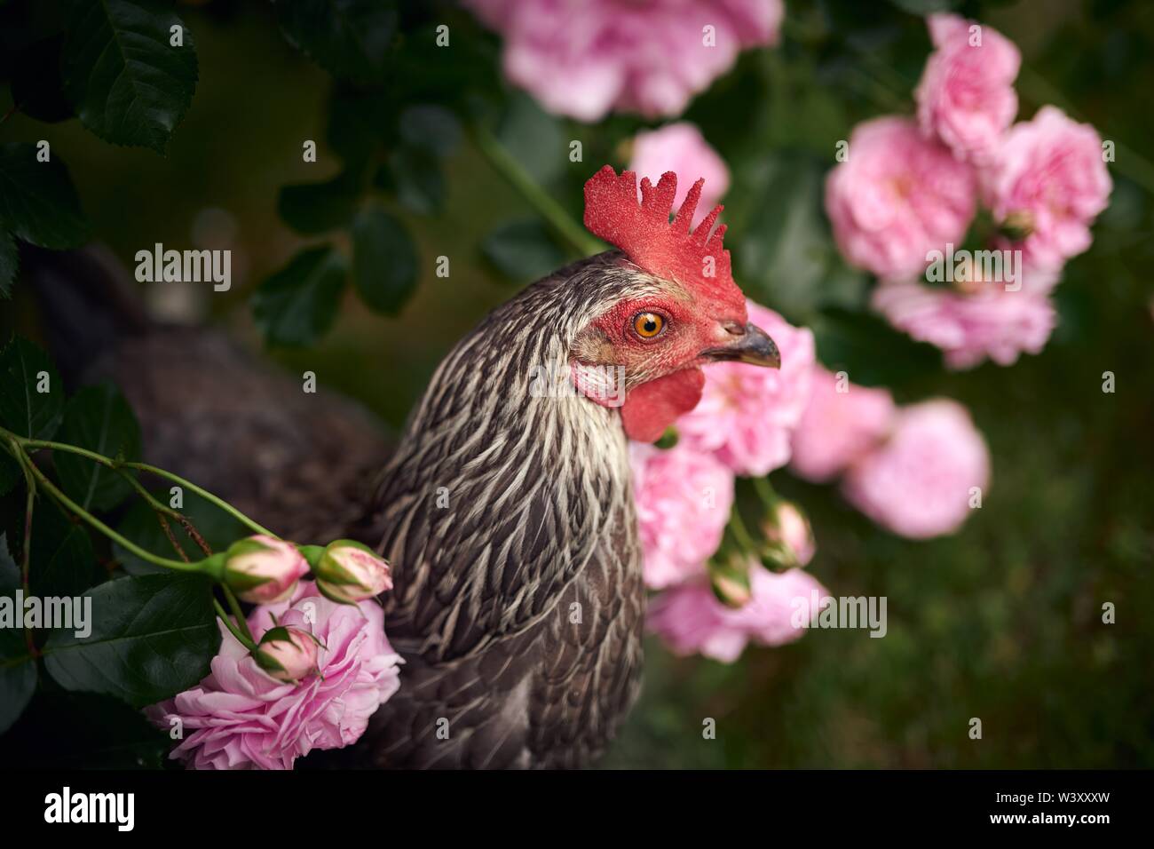 Free-running grey Domestic Chicken (Gallus gallus domesticus), greener, female, between pink roses, animal portrait, Austria Stock Photo